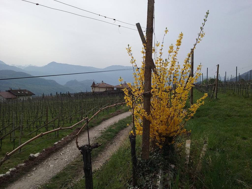 Wiesmuellerhof Caldaro Bagian luar foto